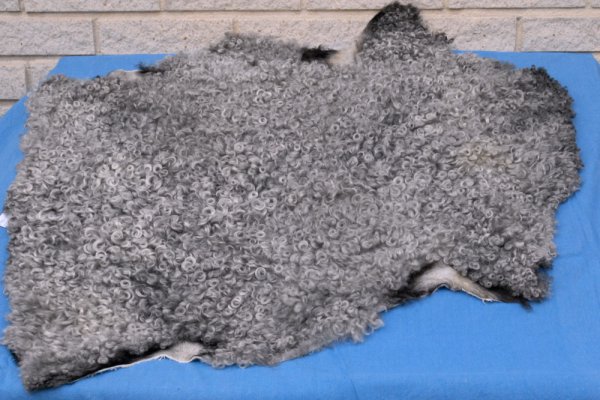 Grey skin, top of line quality, curled